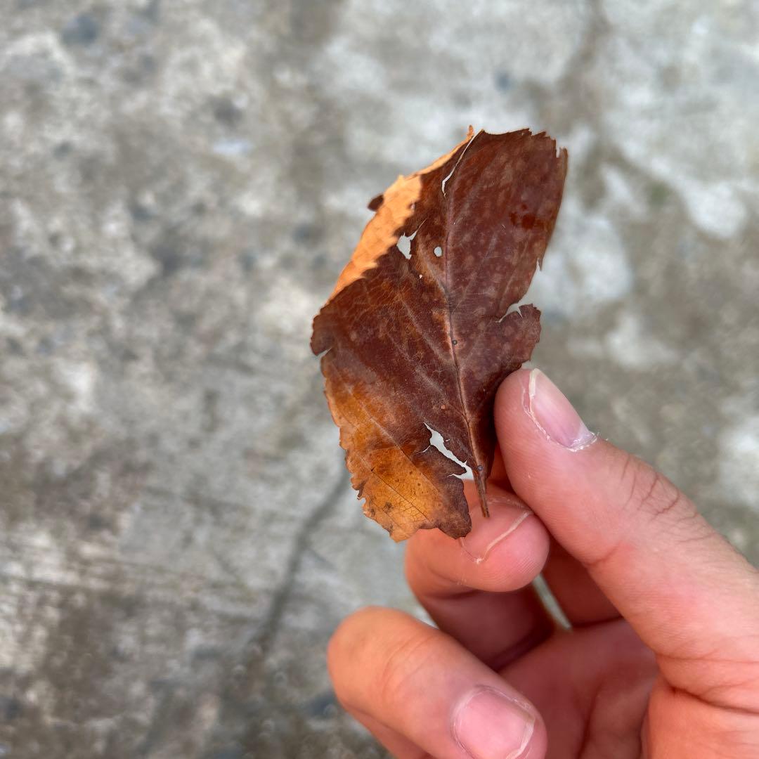 そこら辺の落ち葉