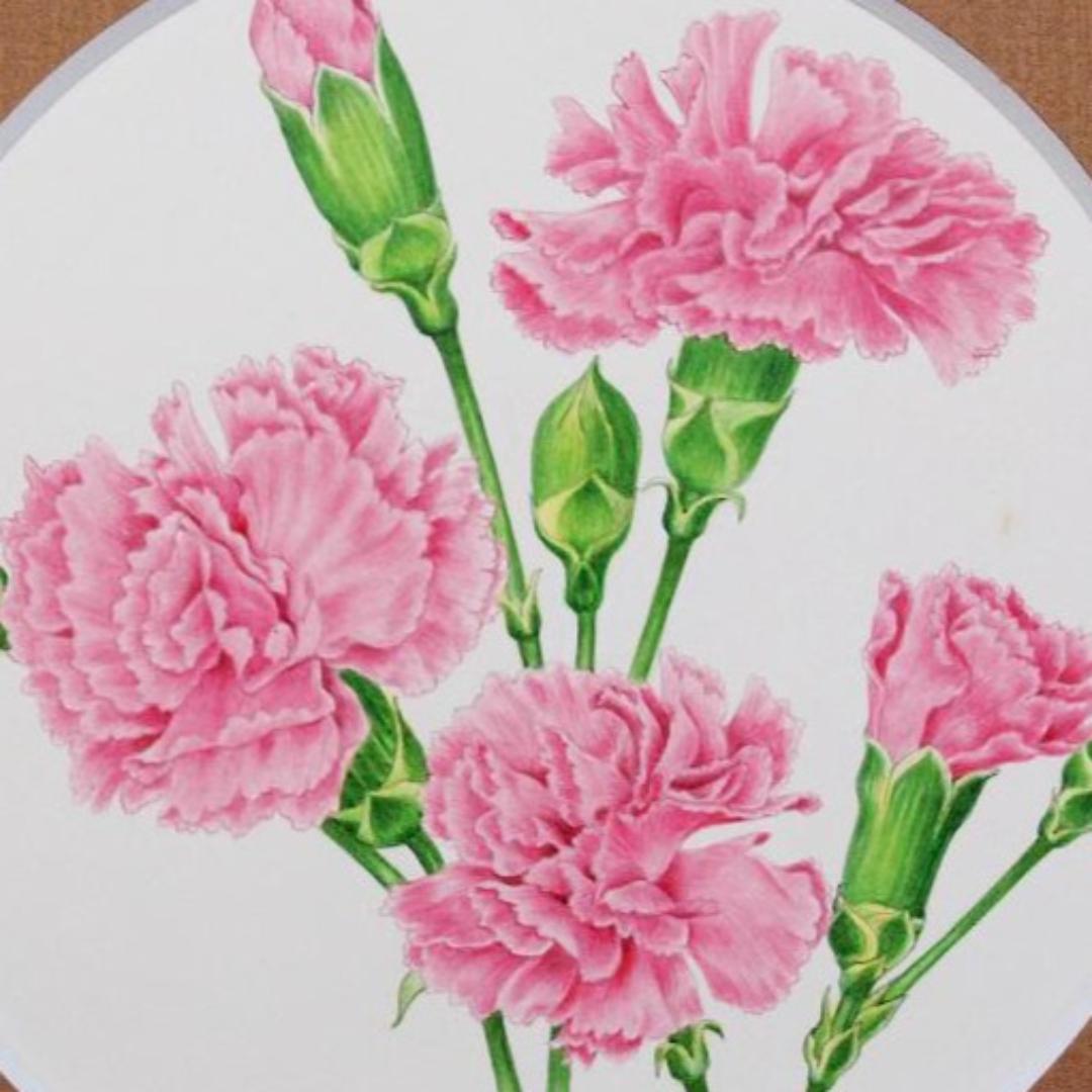 【絵画】ボタニカルアート　「カーネーション」原画