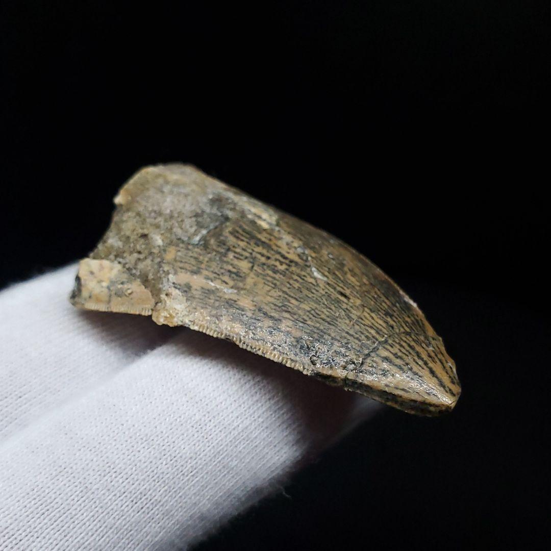 極上 カルカロドントサウルス 歯 化石 本物 モロッコ 42.92mm fca6