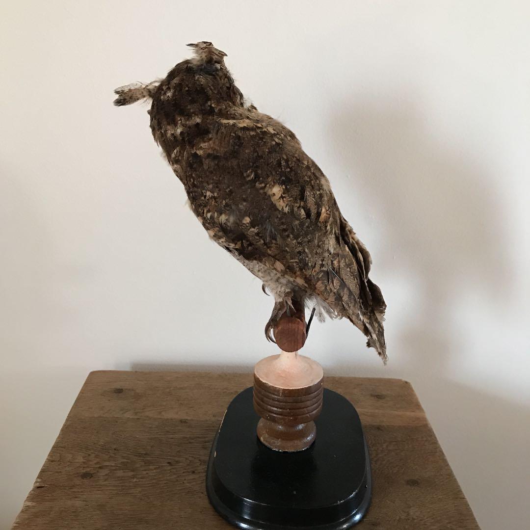ビンテージ アンティーク　アトリエ　鳥オブジェ　レトロ　理科室