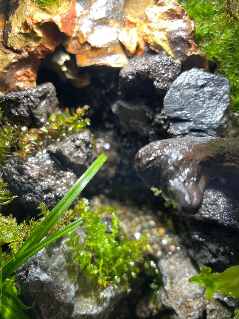 【完成品】2段の滝があるアクアテラリウム