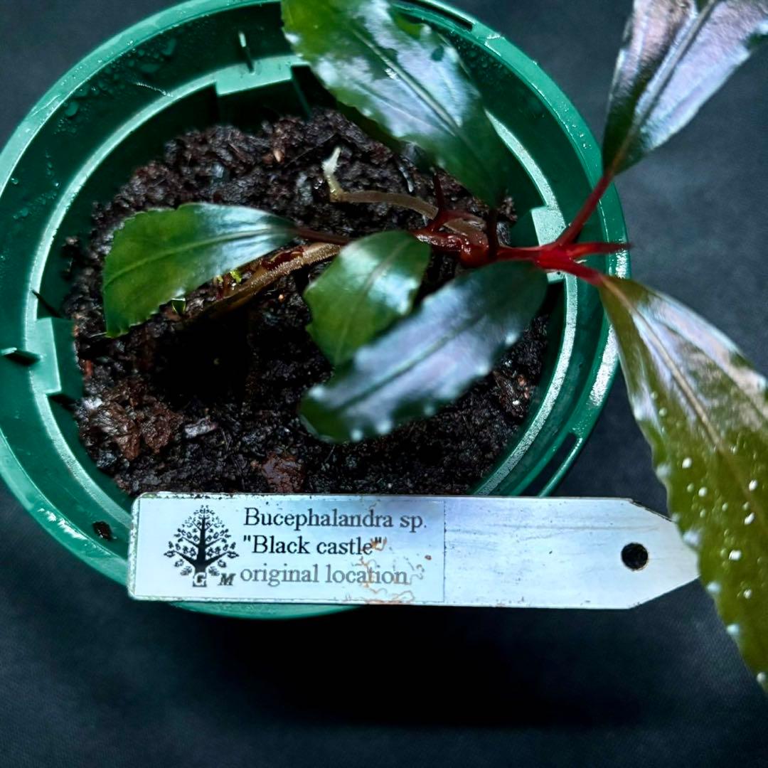 ブセファランドラ sp.ブラックキャッスル