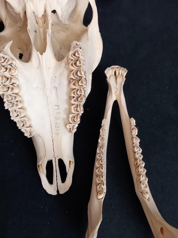 【角付き骨格標本】種名　ニホンジカ　♂　58Kg