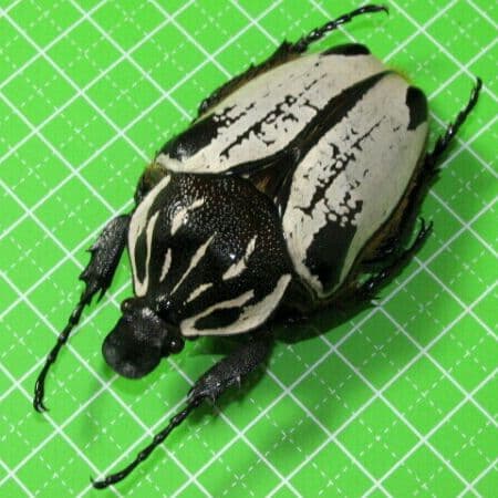 カメルーン産 アルバトス f.ストリアトス ゴライアス 69mm