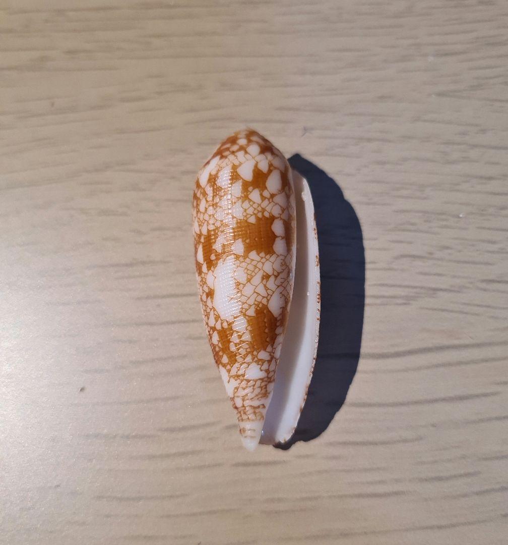 イモガイ貝殻 Darioconus Auricomus