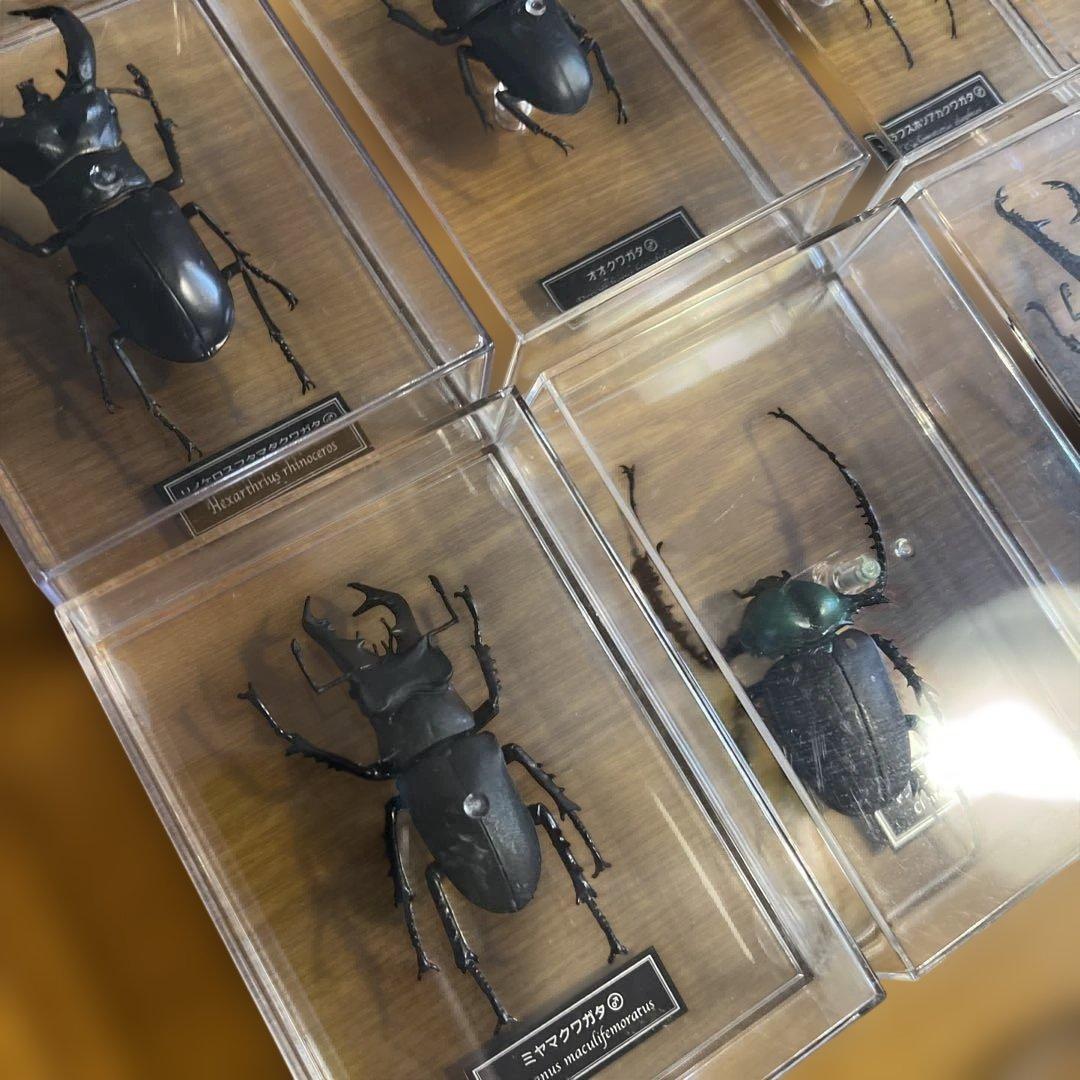 ディアゴスティーニ　世界の昆虫　全64種　コンプリート　クワガタ　カブトムシ