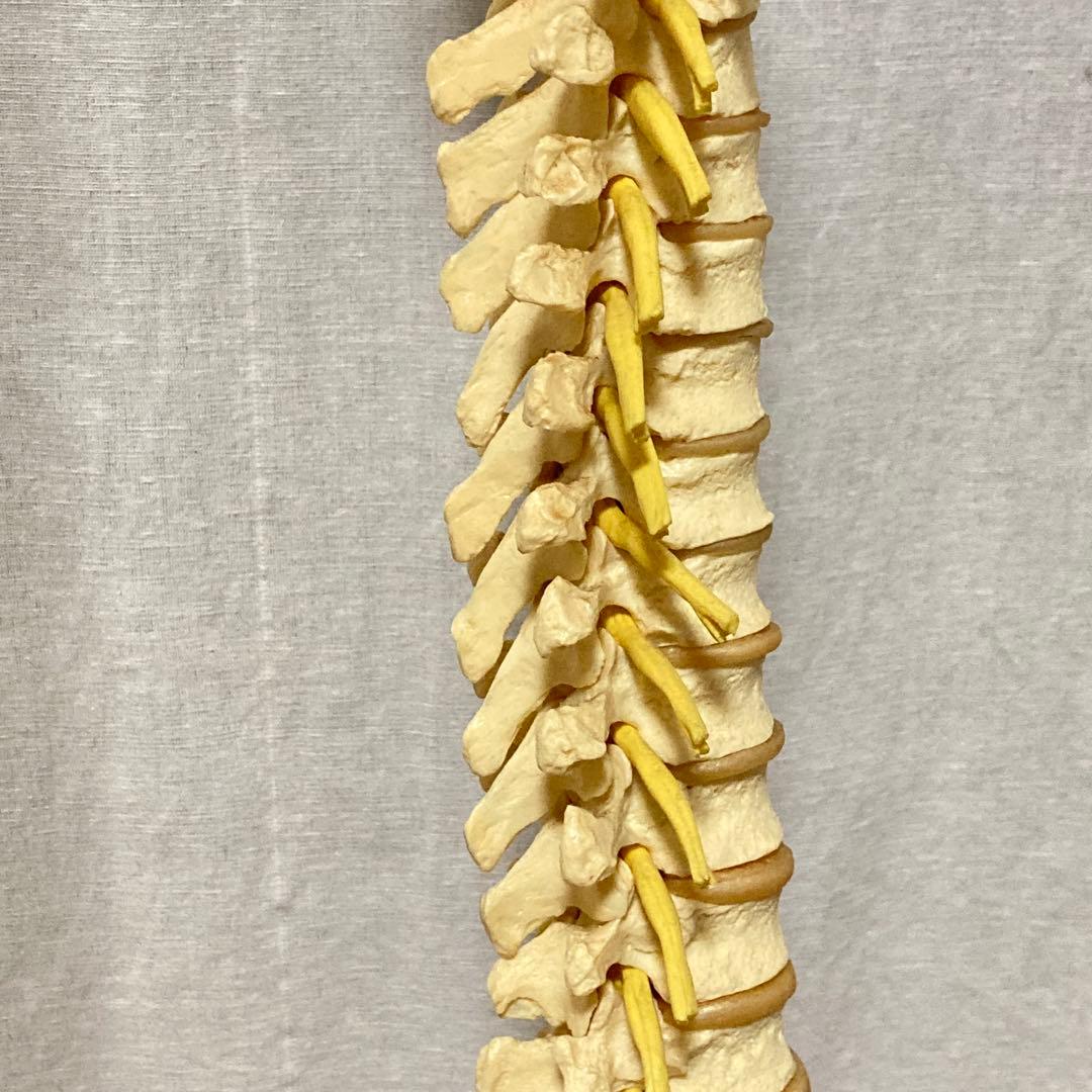 TomoP様　脊柱骨格模型　人体　接骨院カイロプラクティック　スタンド付き