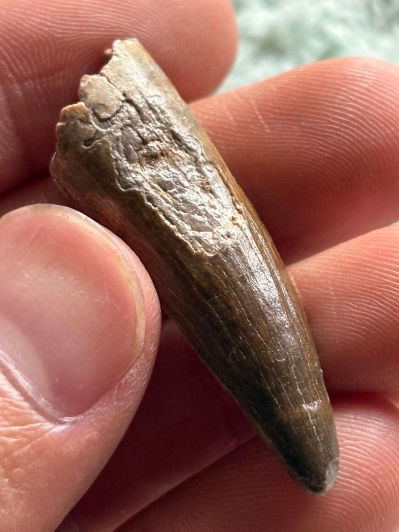 4.5cm スコミムス　歯　化石