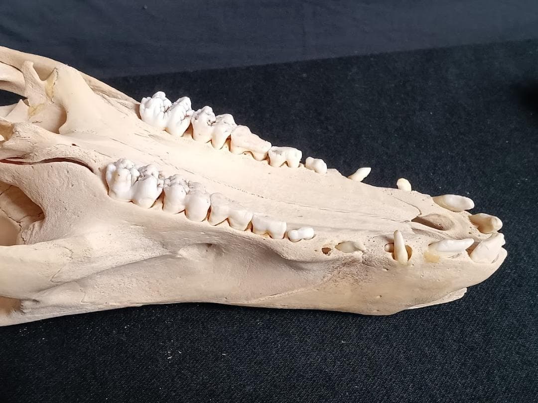 【お買い得】種名イノシシ　♂　２５Kg　頭骨～尾椎　骨格標本