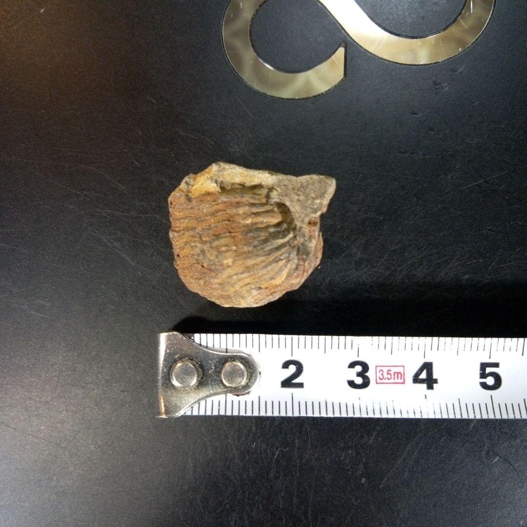 三葉虫　南米産　化石　fossil　ボリビア産　trilobite　南米化石郡⑨