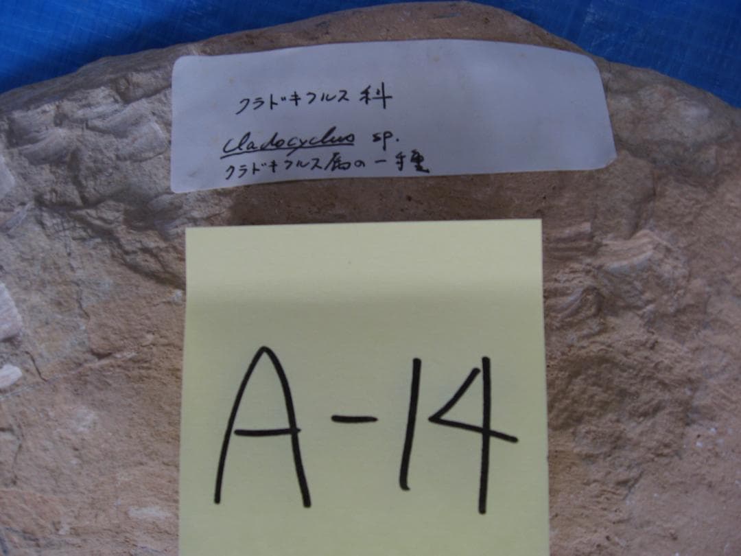 化石　A-14
