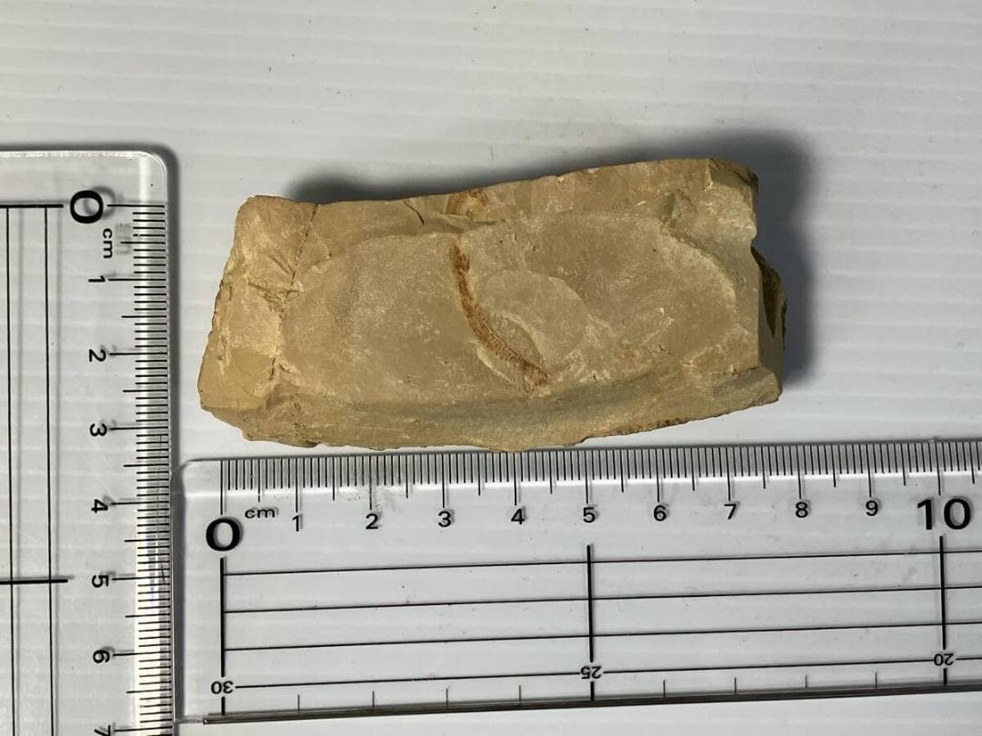 カンブリア紀 Cricocosmia jinningensis 化石