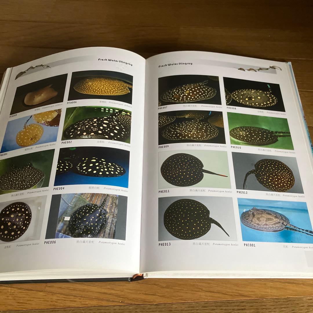 ARRAIA 淡水エイの本