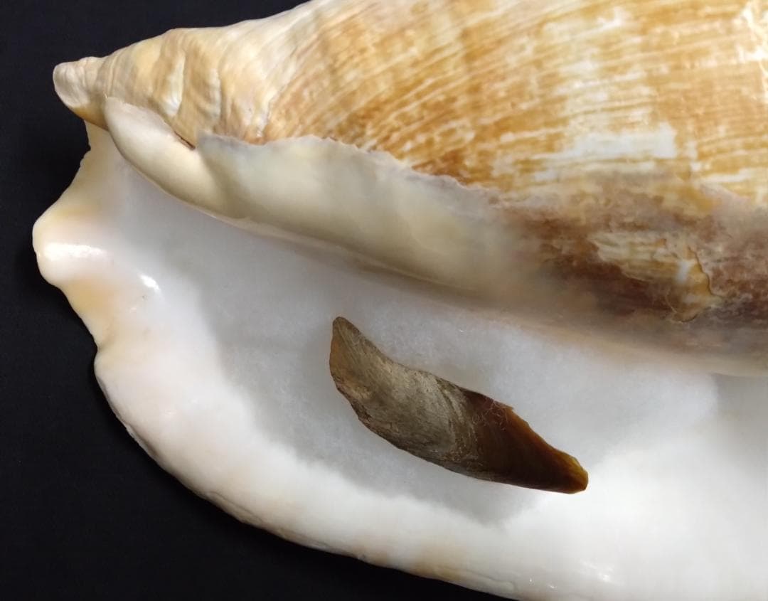 貝　標本　カブトソデガイ　超大型２１㎝