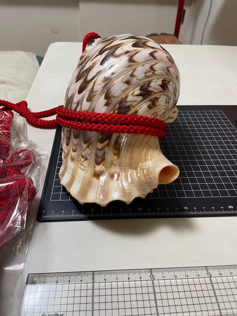 法螺貝②　貝殻　標本