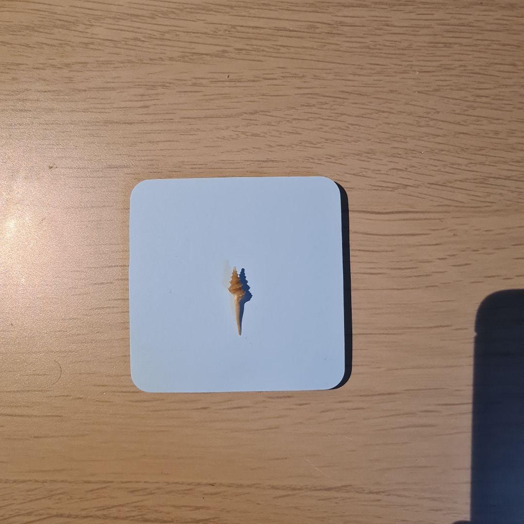 貝殻 Coluzea Groschi