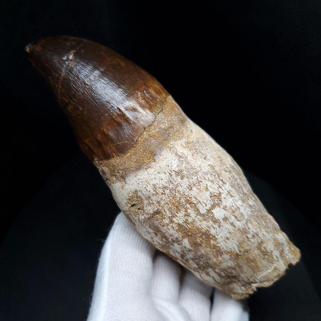 特大 歯根付き モササウルス 化石 歯 本物  123.82mm mos74