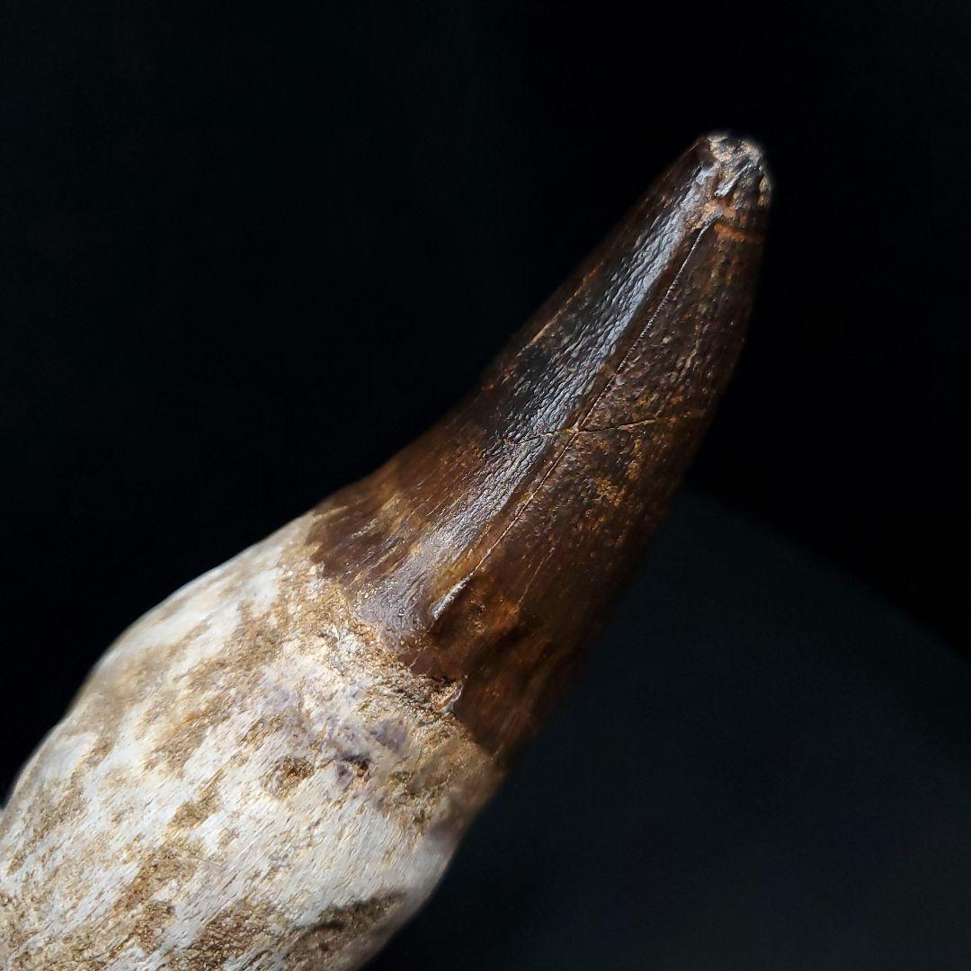 特大 歯根付き モササウルス 化石 歯 本物  123.82mm mos74