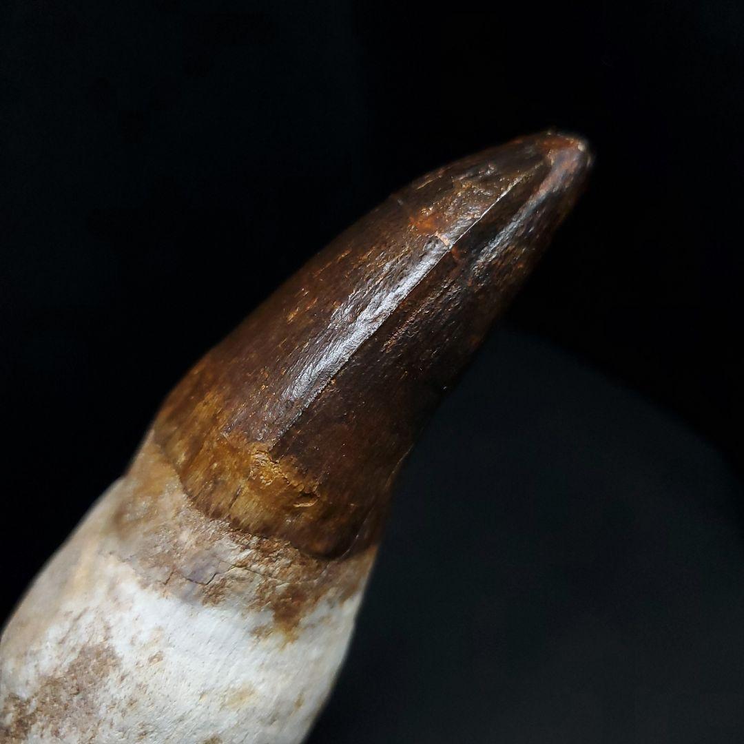 特大 歯根付き モササウルス 化石 歯 本物  123.82mm mos74