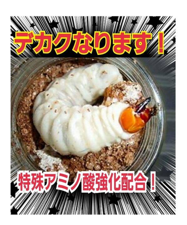 極上！黒アワビタケ菌糸瓶【9本】初令、2令に最適なサイズ！ニジイロクワガタに！