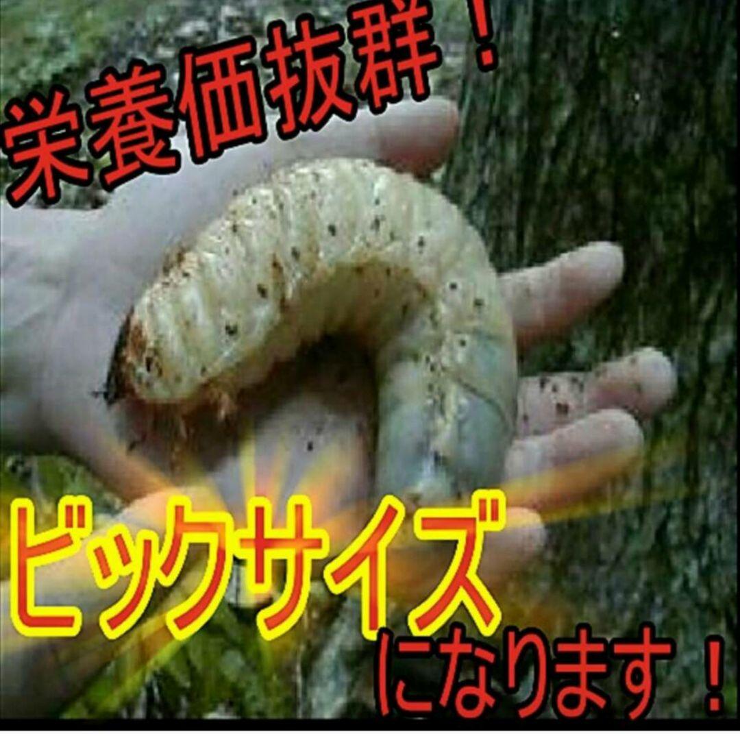 デカクなりすぎ注意！ヒマラヤひらたけ発酵マット　産卵にも！増量200リットル