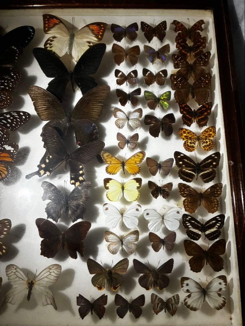 ま*る様 蝶　昆虫　カブトムシ　クワガタなどの標本　３つセット