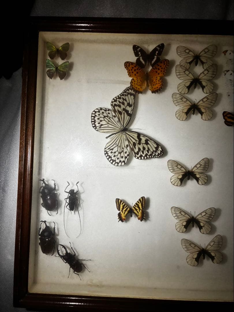 ま*る様 蝶　昆虫　カブトムシ　クワガタなどの標本　３つセット