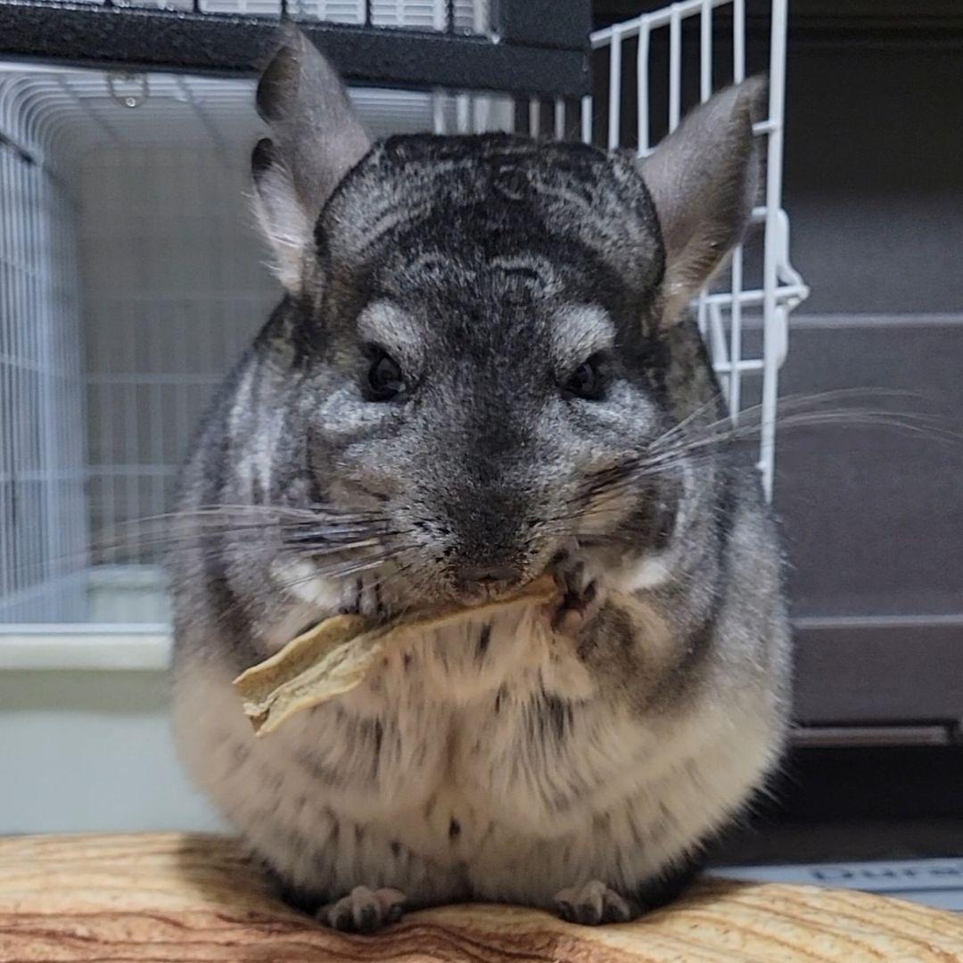 モッタンです♪【同梱お値引き済み】