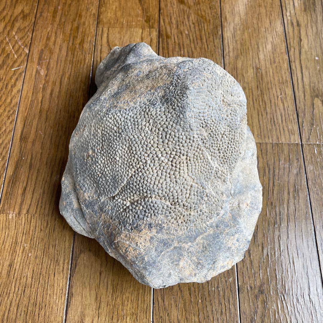 蛇体石　ミケリニア　化石