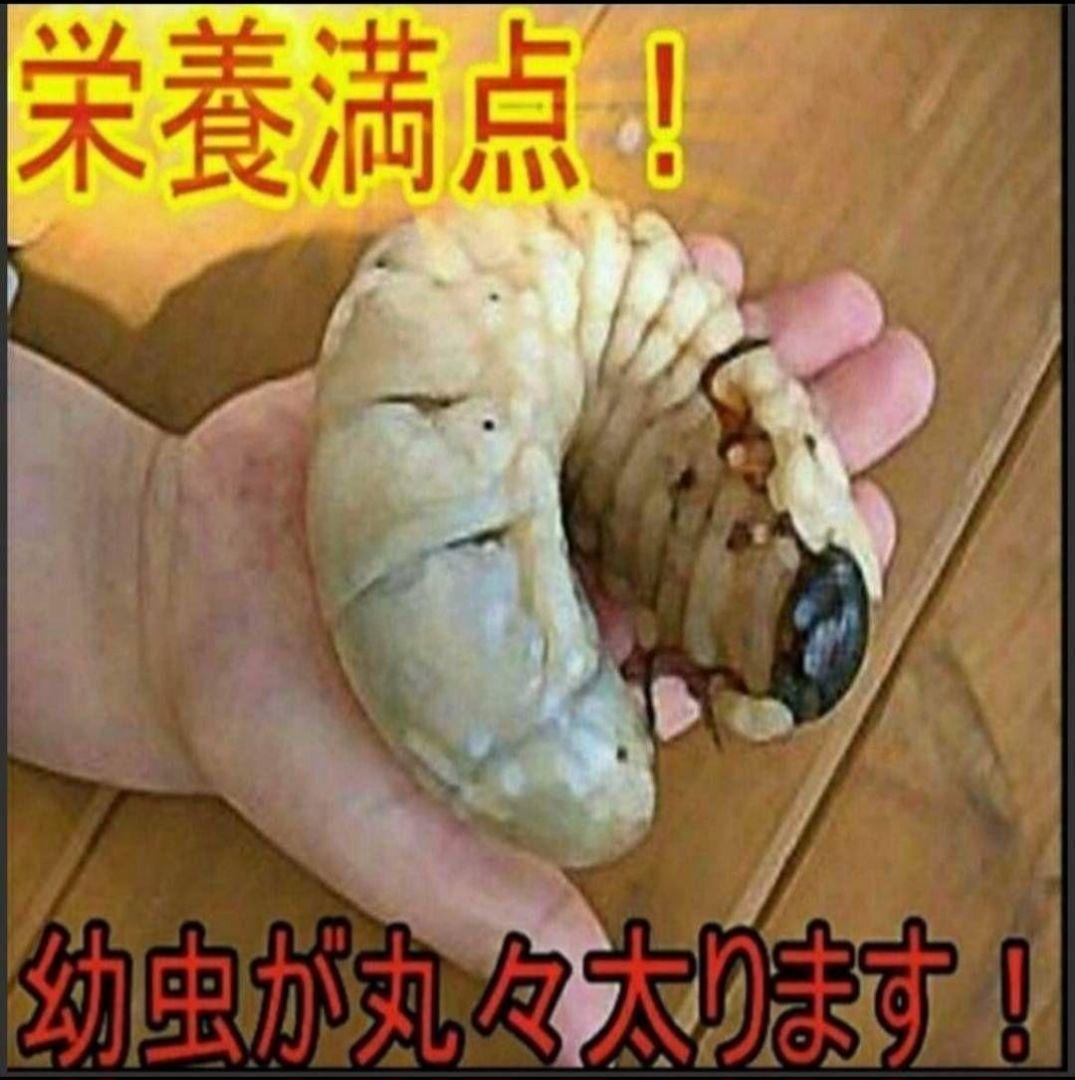 カブトムシ幼虫が大きくなります！発酵マット【たっぷり50リットル】雑虫わきません
