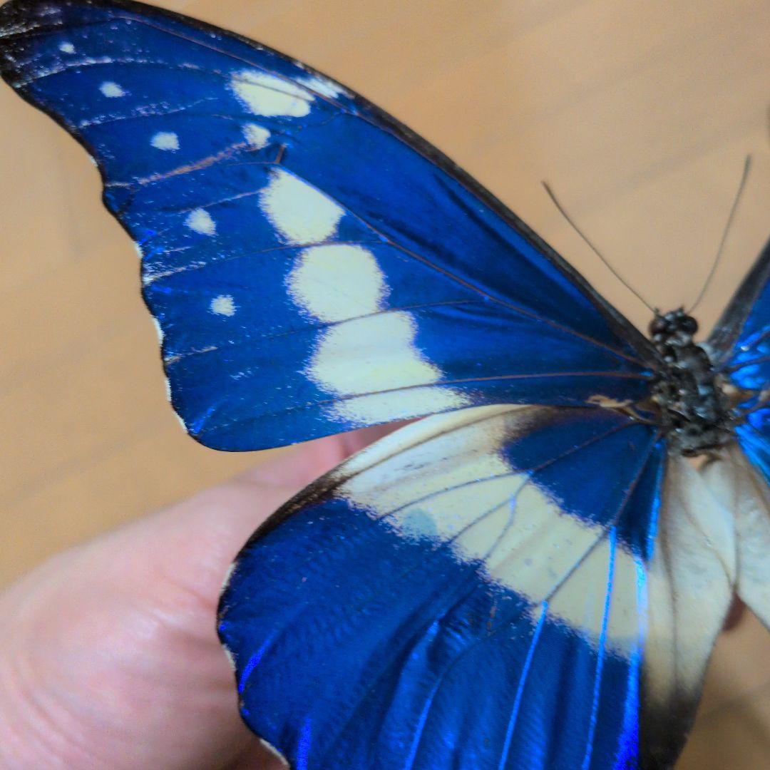 【良個体】　蝶標本 昆虫標本 外国産蝶標本　ヘレナモルフォ