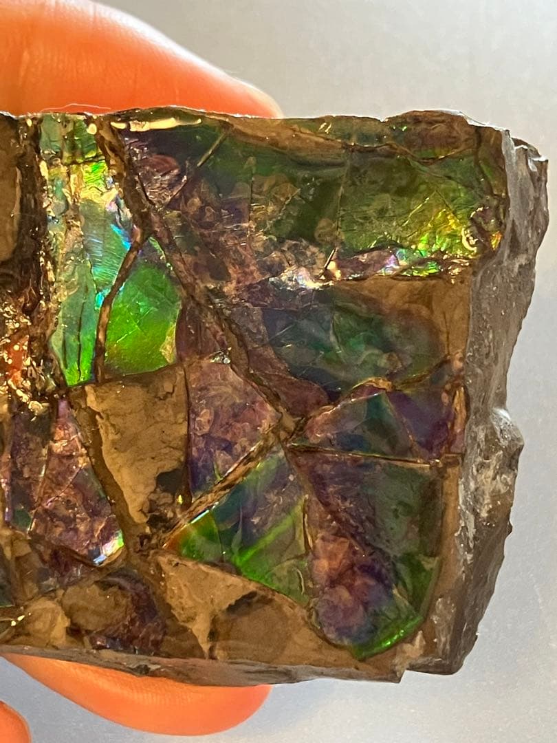 化石　原石　アンモライト　アンモナイト　幅7.7cm カナダ産　箱付き