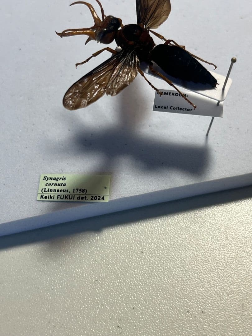 【極美展足】オオキバドロバチ タランチュラホーク バードイータームカデサソリ標本