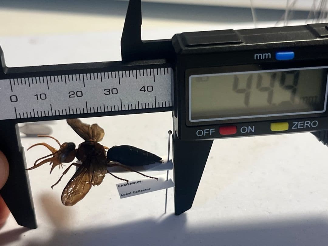 【極美展足】オオキバドロバチ タランチュラホーク バードイータームカデサソリ標本