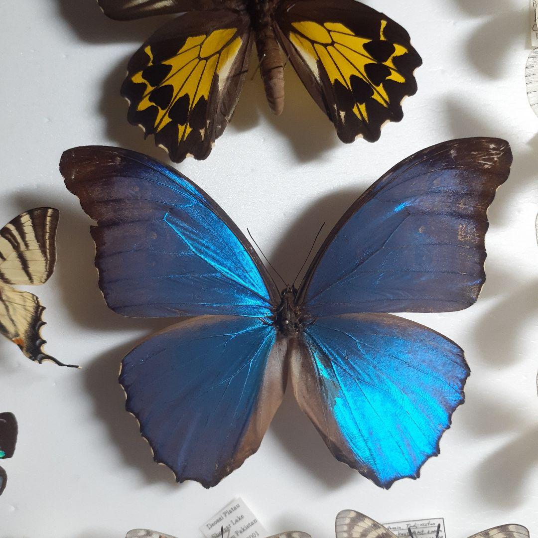蝶標本　トリバネアゲハ、オオルリアゲハなど19種37頭　大型ドイツ標本箱２箱入り
