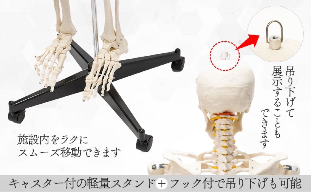 等身大 人体模型 170cm 神経根有り 全身骨格模型 骨格標本