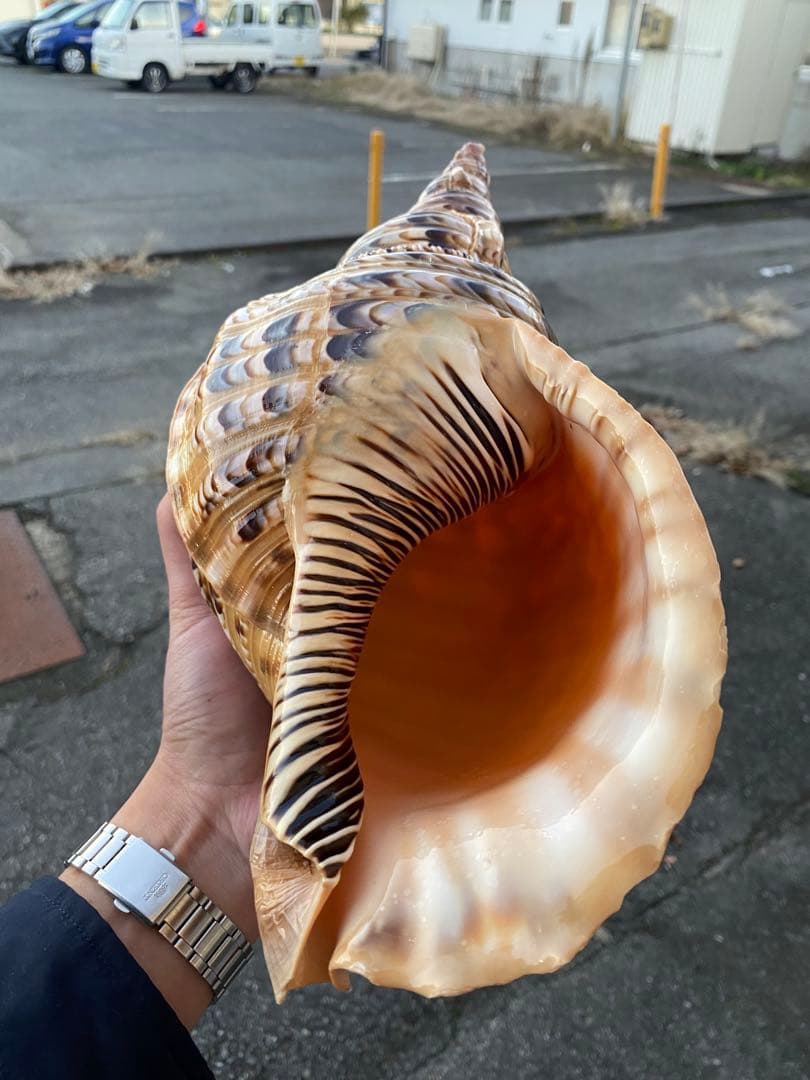 法螺貝　ホラ貝　特大サイズ　36cm 888g 色合いが綺麗　新鮮法螺貝