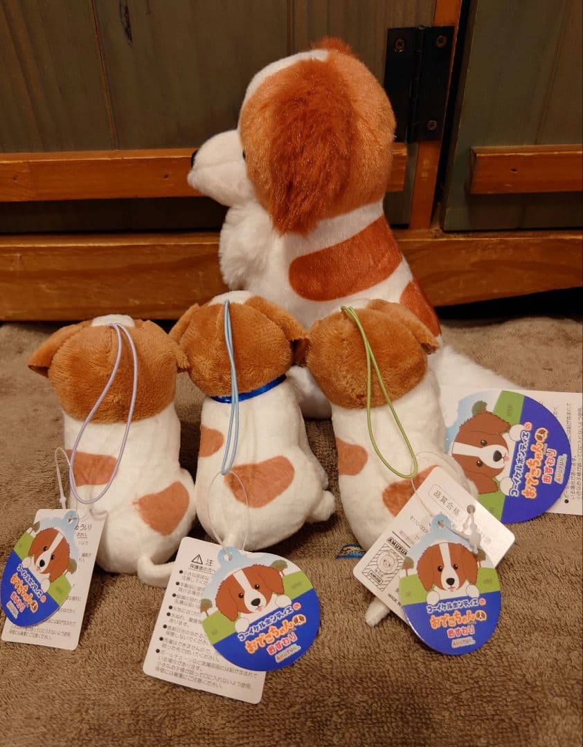 コーイケルホンディエのおでこちゃん おすわり ST.VMC 大谷翔平